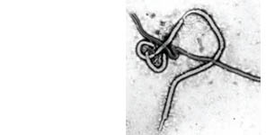 Don't Want Ebola