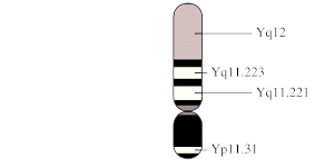 Y Chromosome